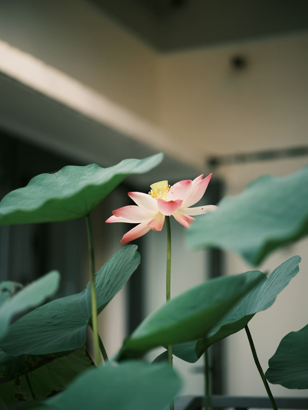 新同学，与“智能原生”同行